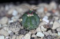 Echinocactus horizonthalonius KMR 22